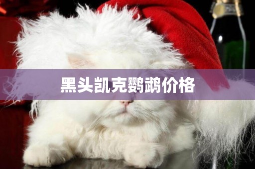 黑頭凱克鸚鵡價格