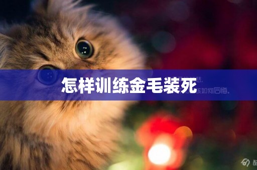 怎樣訓練金毛裝死