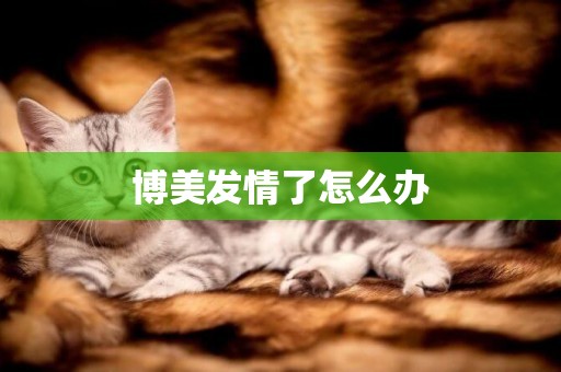 博美發情了怎么辦