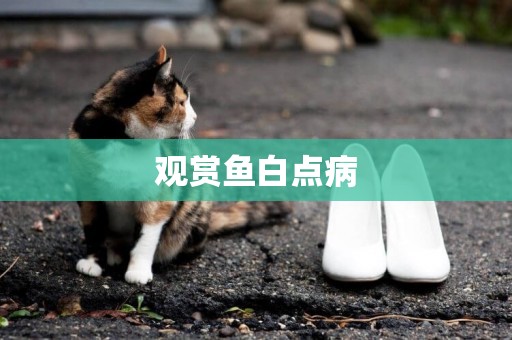 觀賞魚白點病
