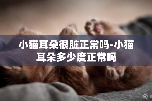 小貓耳朵很臟正常嗎-小貓耳朵多少度正常嗎