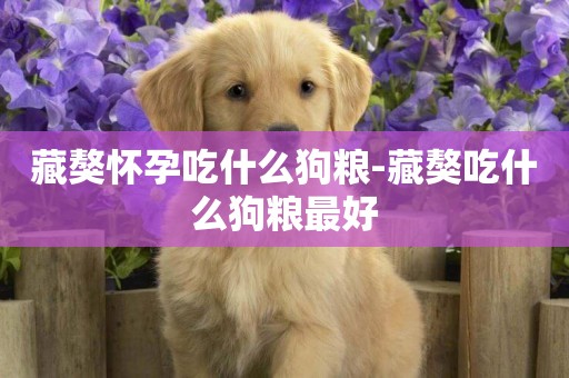 藏獒懷孕吃什么狗糧-藏獒吃什么狗糧最好