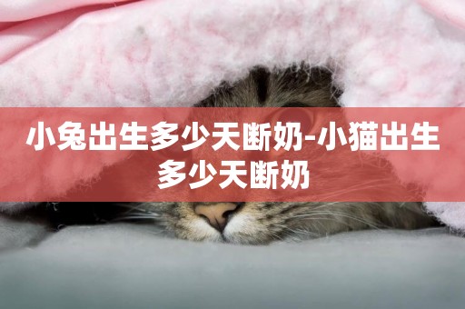 小兔出生多少天斷奶-小貓出生多少天斷奶