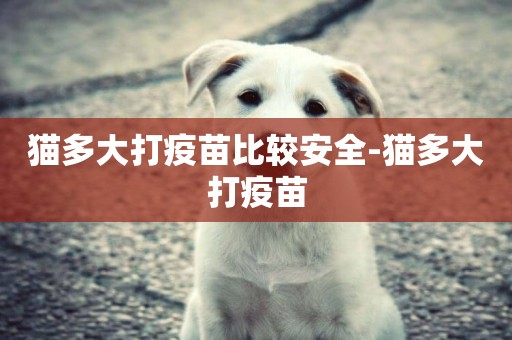 貓多大打疫苗比較安全-貓多大打疫苗