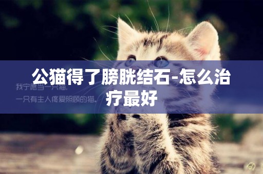 公貓得了膀胱結石-怎么治療最好
