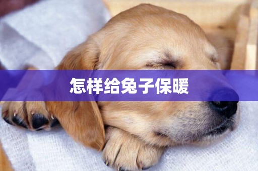 怎樣給兔子保暖