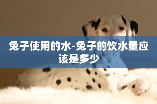 兔子使用的水-兔子的飲水量應該是多少