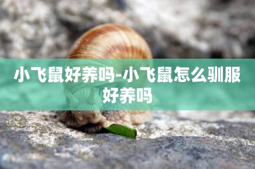 小飛鼠好養嗎-小飛鼠怎么馴服好養嗎