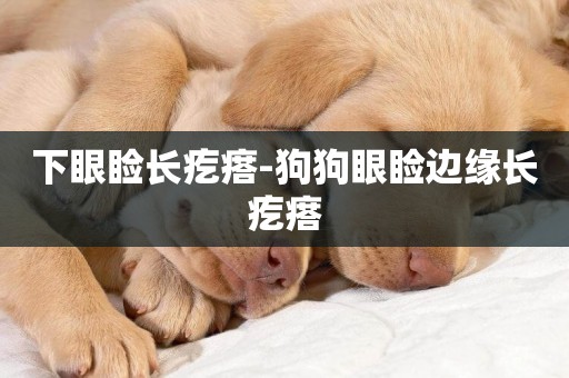 下眼瞼長疙瘩-狗狗眼瞼邊緣長疙瘩
