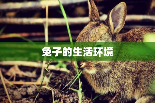 兔子的生活環境