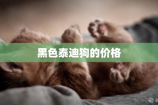 黑色泰迪狗的價格
