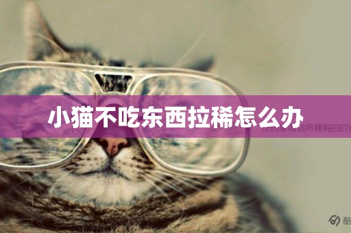 小貓不吃東西拉稀怎么辦