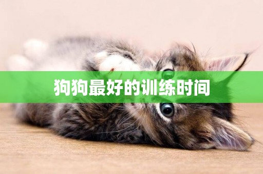 狗狗最好的訓練時間