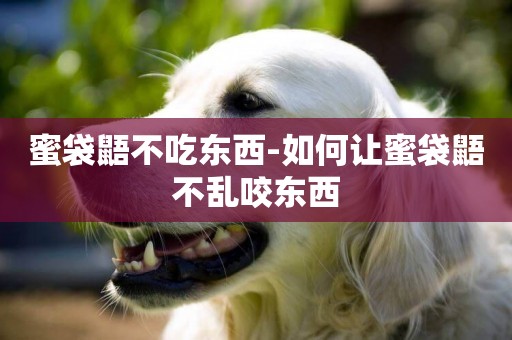 蜜袋鼯不吃東西-如何讓蜜袋鼯不亂咬東西