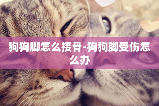 狗狗腳怎么接骨-狗狗腳受傷怎么辦