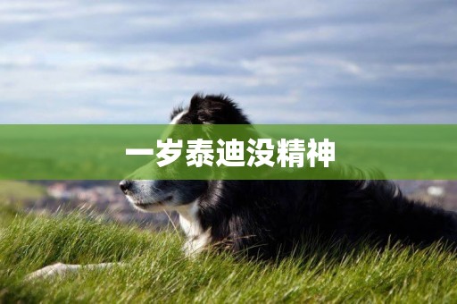一歲泰迪沒精神