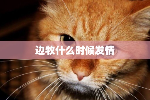 邊牧什么時候發情