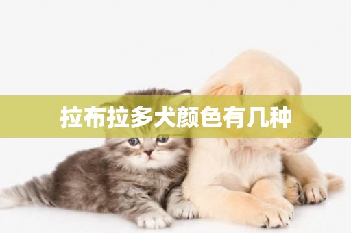 拉布拉多犬顏色有幾種