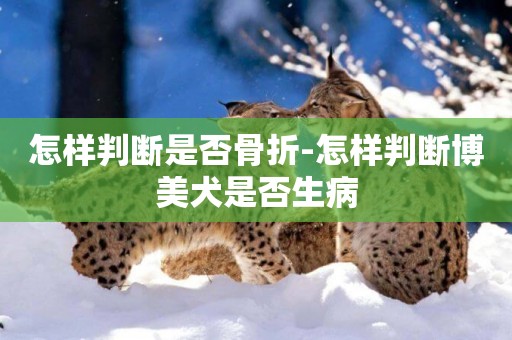 怎樣判斷是否骨折-怎樣判斷博美犬是否生病