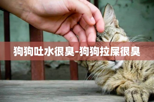 狗狗吐水很臭-狗狗拉屎很臭
