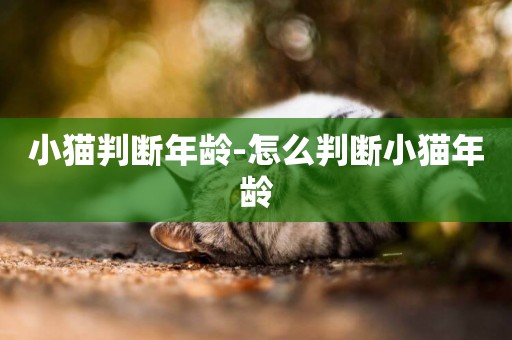 小貓判斷年齡-怎么判斷小貓年齡