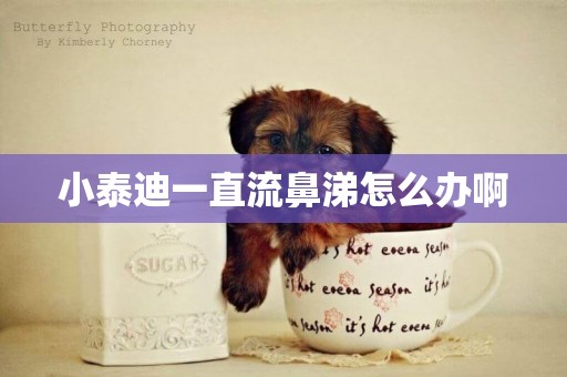 小泰迪一直流鼻涕怎么辦啊