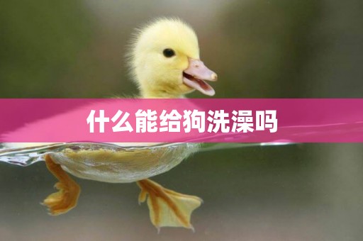 什么能給狗洗澡嗎