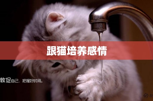 跟貓培養感情