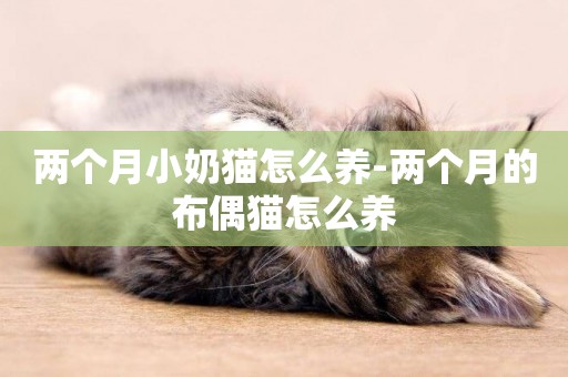 兩個月小奶貓怎么養-兩個月的布偶貓怎么養