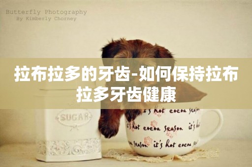 拉布拉多的牙齒-如何保持拉布拉多牙齒健康