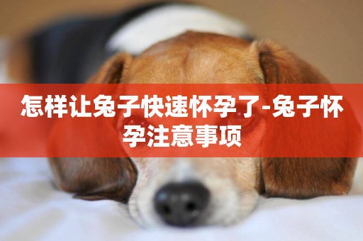 怎樣讓兔子快速懷孕了-兔子懷孕注意事項