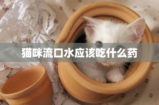 貓咪流口水應該吃什么藥