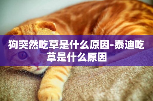 狗突然吃草是什么原因-泰迪吃草是什么原因