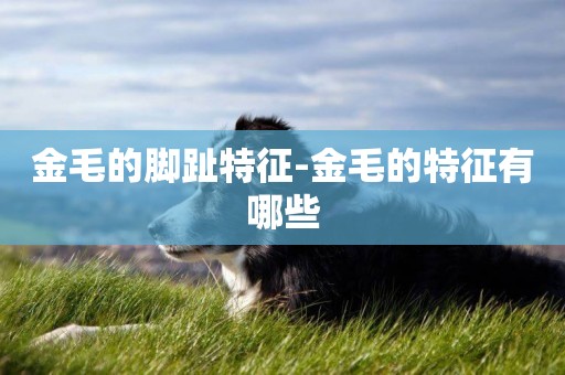 金毛的腳趾特征-金毛的特征有哪些