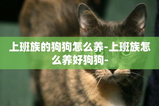 上班族的狗狗怎么養-上班族怎么養好狗狗-