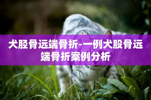 犬脛骨遠端骨折-一例犬股骨遠端骨折案例分析
