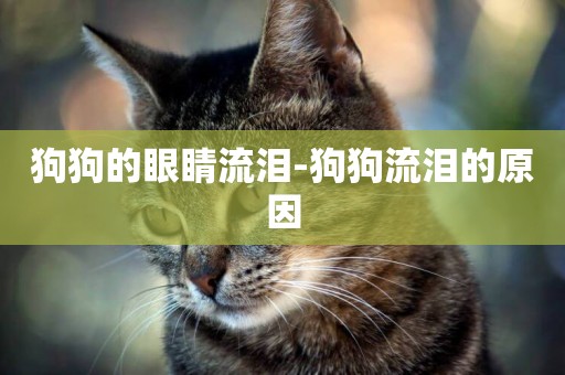 狗狗的眼睛流淚-狗狗流淚的原因