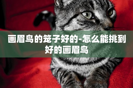 畫眉鳥的籠子好的-怎么能挑到好的畫眉鳥