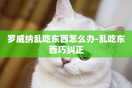 羅威納亂吃東西怎么辦-亂吃東西巧糾正