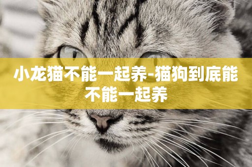 小龍貓不能一起養-貓狗到底能不能一起養