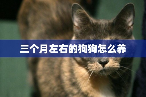 三個月左右的狗狗怎么養