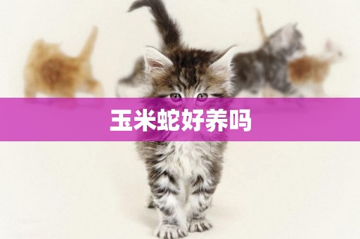 玉米蛇好養嗎