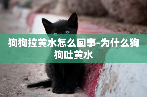 狗狗拉黃水怎么回事-為什么狗狗吐黃水