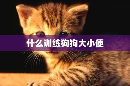 什么訓練狗狗大小便