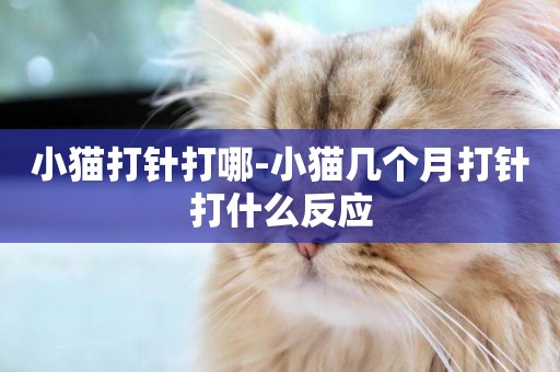 小貓打針打哪-小貓幾個月打針打什么反應