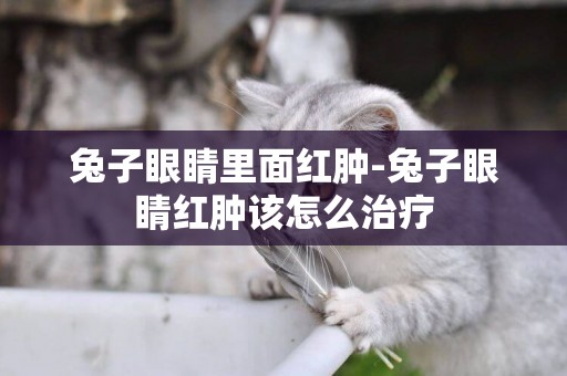 兔子眼睛里面紅腫-兔子眼睛紅腫該怎么治療