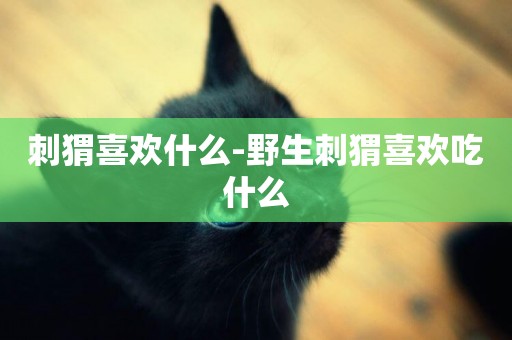 刺猬喜歡什么-野生刺猬喜歡吃什么