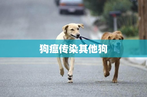 狗瘟傳染其他狗