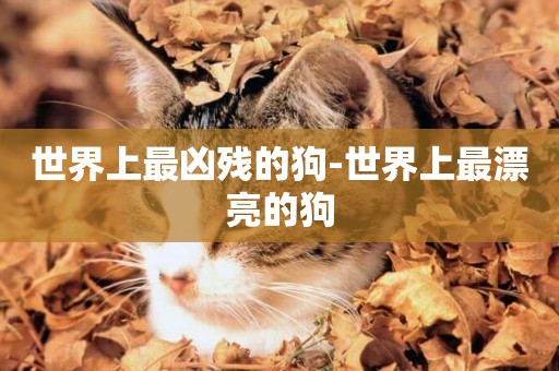 世界上最兇殘的狗-世界上最漂亮的狗