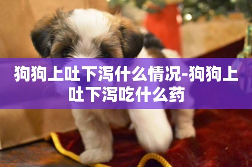 狗狗上吐下瀉什么情況-狗狗上吐下瀉吃什么藥